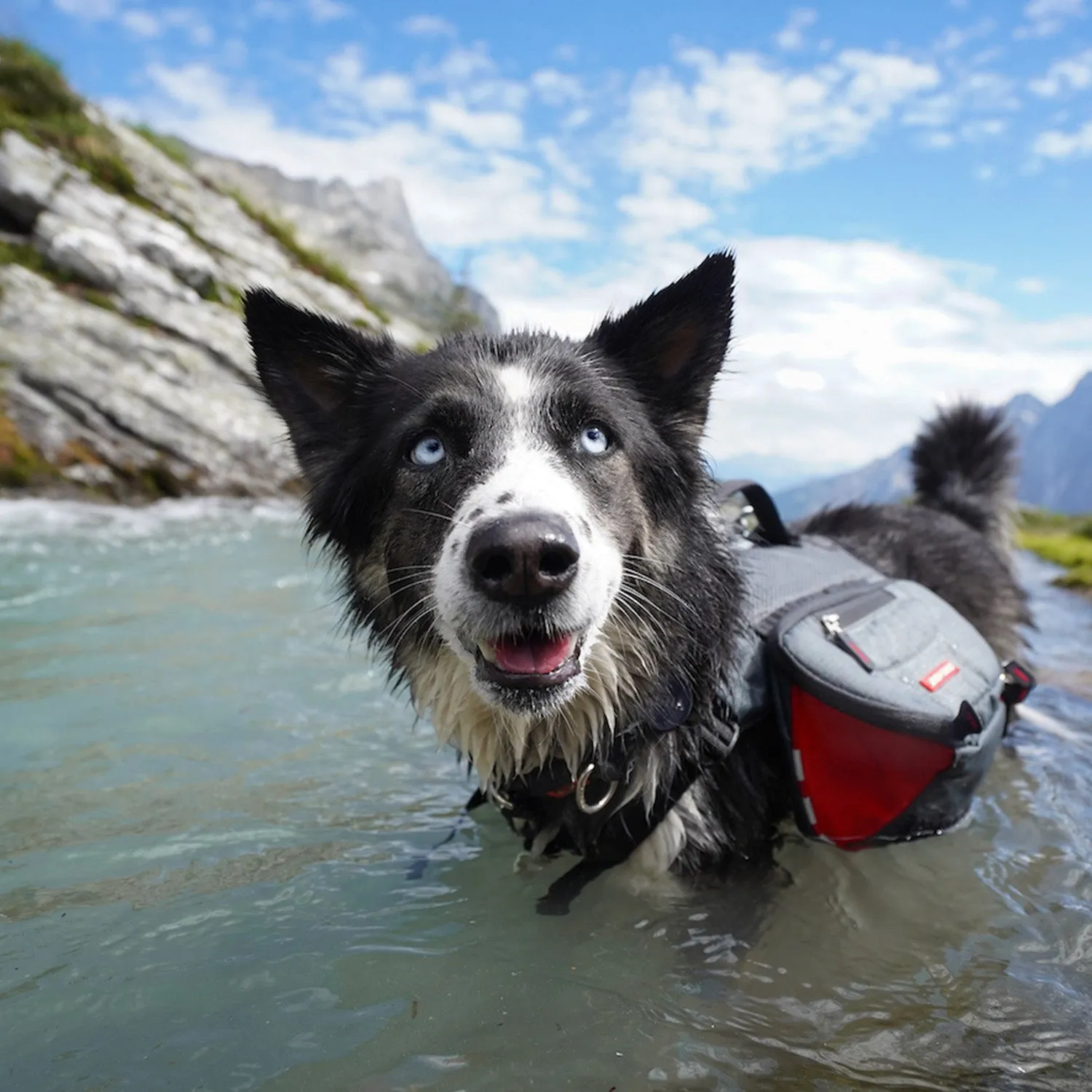 EzyDog Summit Backpack